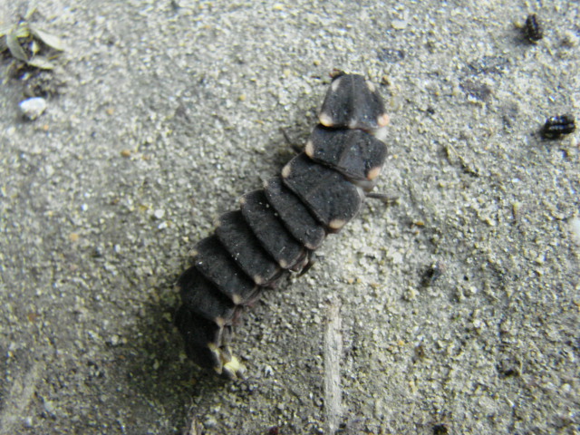 Larva di lucciola